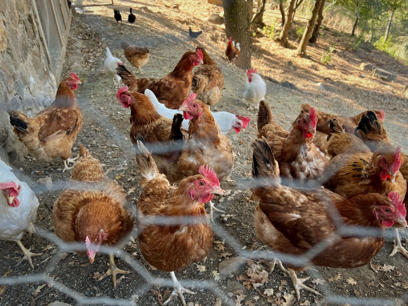 A flock of brown and white hens behind chicken-wire