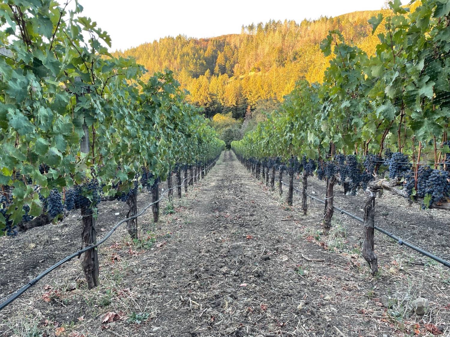Bac Hills vineyard rows at golden hour, Mount Veeder